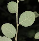 skalník penízkovitý <i>(Cotoneaster nummularoides)</i> / List