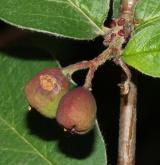skalník černý <i>(Cotoneaster niger)</i> / Plod