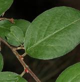 skalník černý <i>(Cotoneaster niger)</i> / List