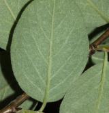 skalník černý <i>(Cotoneaster niger)</i> / List