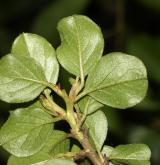 skalník nanšanský <i>(Cotoneaster nanshan M.Vilm. ex Mottet)</i> / List