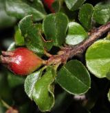 skalník nanšanský <i>(Cotoneaster nanshan M.Vilm. ex Mottet)</i> / Plod