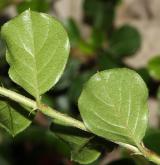 skalník nanšanský <i>(Cotoneaster nanshan M.Vilm. ex Mottet)</i> / List