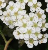 tavolník Henryův <i>(Spiraea henryi Hemsl.)</i> / Květ/Květenství