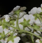 tavolník Henryův <i>(Spiraea henryi Hemsl.)</i> / Květ/Květenství