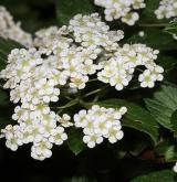 tavolník Henryův <i>(Spiraea henryi Hemsl.)</i> / Květ/Květenství