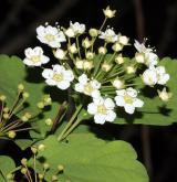 tavolník Blumeův <i>(Spiraea blumei)</i> / Květ/Květenství