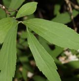 tavolník kantonský <i>(Spiraea cantoniensis Lour.)</i> / List