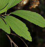 tavolník kantonský <i>(Spiraea cantoniensis Lour.)</i> / List