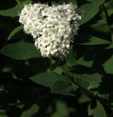 tavolník Fritschův <i>(Spiraea fritschiana)</i> / Květ/Květenství