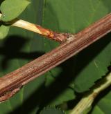 tavolník Fritschův <i>(Spiraea fritschiana)</i> / Větve a pupeny