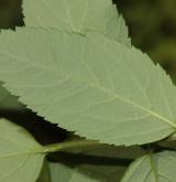 tavolník Fritschův <i>(Spiraea fritschiana)</i> / List