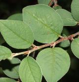 skalník celokrajný <i>(Cotoneaster integerrimus)</i> / List