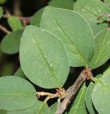 skalník celokrajný <i>(Cotoneaster integerrimus)</i> / List