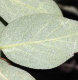 skalník celokrajný <i>(Cotoneaster integerrimus)</i> / List