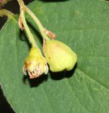 skalník celokrajný <i>(Cotoneaster integerrimus)</i> / Plod