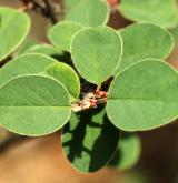 skalník celokrajný <i>(Cotoneaster integerrimus)</i> / List