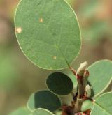 skalník celokrajný <i>(Cotoneaster integerrimus)</i> / List