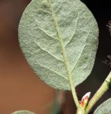 skalník celokrajný <i>(Cotoneaster integerrimus)</i> / List