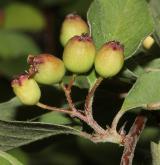 skalník karatavský <i>(Cotoneaster karatavicus)</i> / Plod