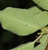 skalník karatavský <i>(Cotoneaster karatavicus)</i> / List