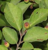 skalník karatavský <i>(Cotoneaster karatavicus)</i> / List