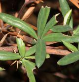 dřišťál úzkolistý <i>(Berberis ×stenophylla)</i> / List