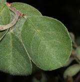 skalník plstnatý <i>(Cotoneaster tomentellus)</i> / List