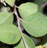 skalník plstnatý <i>(Cotoneaster tomentellus)</i> / List