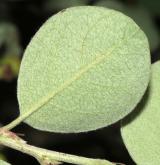 skalník plstnatý <i>(Cotoneaster tomentellus)</i> / List