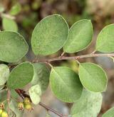 skalník plstnatý <i>(Cotoneaster tomentellus)</i> / Větve a pupeny