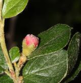 skalník  <i>(Cotoneaster splendens)</i> / Květ/Květenství
