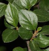 skalník  <i>(Cotoneaster splendens)</i> / List