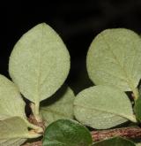 skalník  <i>(Cotoneaster splendens)</i> / List