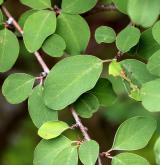 skalník velkoplodý <i>(Cotoneaster megalocarpus)</i> / List