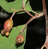 skalník velkoplodý <i>(Cotoneaster megalocarpus)</i> / Plod