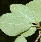 skalník velkoplodý <i>(Cotoneaster megalocarpus)</i> / List