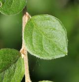 skalník  <i>(Cotoneaster 'Rubens')</i> / List