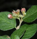 skalník  <i>(Cotoneaster 'Rubens')</i> / Květ/Květenství