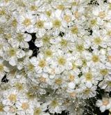 tavolník  <i>(Spiraea fritschiana var. microgyna)</i> / Květ/Květenství