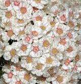 tavolník  <i>(Spiraea fritschiana var. microgyna)</i> / Květ/Květenství