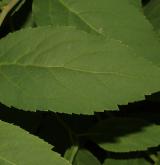 tavolník  <i>(Spiraea fritschiana var. microgyna)</i> / List