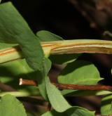 tavolník  <i>(Spiraea fritschiana var. microgyna)</i> / Větve a pupeny