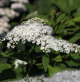 tavolník  <i>(Spiraea fritschiana var. microgyna)</i> / Květ/Květenství