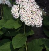 tavolník  <i>(Spiraea fritschiana var. microgyna)</i> / Květ/Květenství