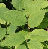 tavolník  <i>(Spiraea fritschiana var. microgyna)</i> / List