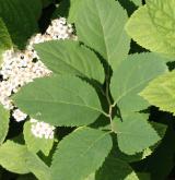 tavolník  <i>(Spiraea fritschiana var. microgyna)</i> / List