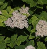 tavolník  <i>(Spiraea fritschiana var. microgyna)</i> / Květ/Květenství