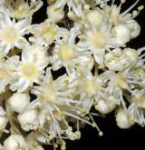 hortenzie kosmatá <i>(Hydrangea heteromalla)</i> / Květ/Květenství