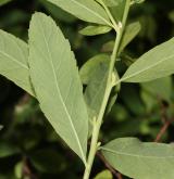 tavolník  <i>(Spiraea ×microthyrsa)</i> / List